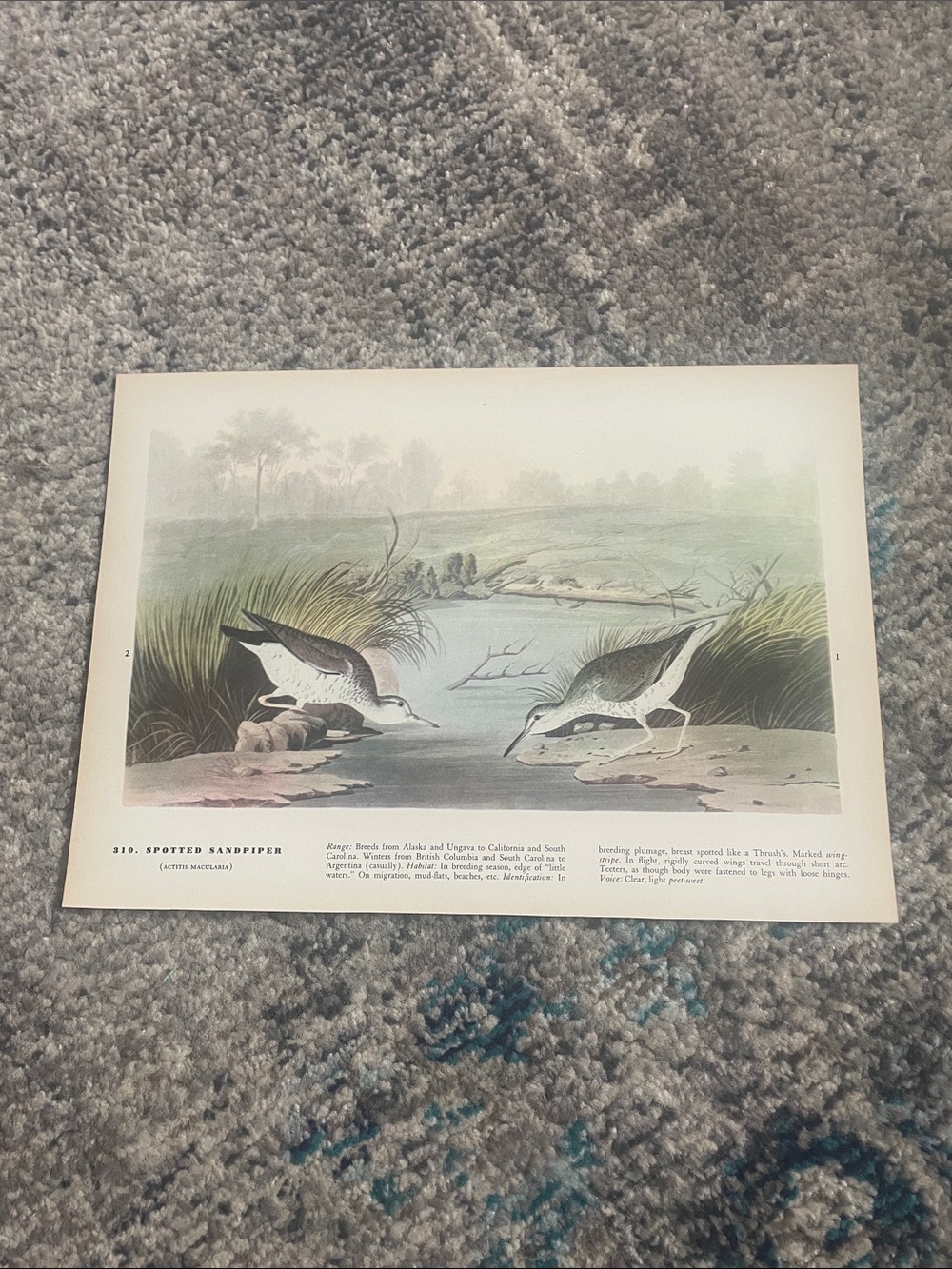 🖤 5/$25 Vintage Bird Print - Spotted Sandpiper Illustration Greens & Browns